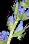 Common viper's bugloss